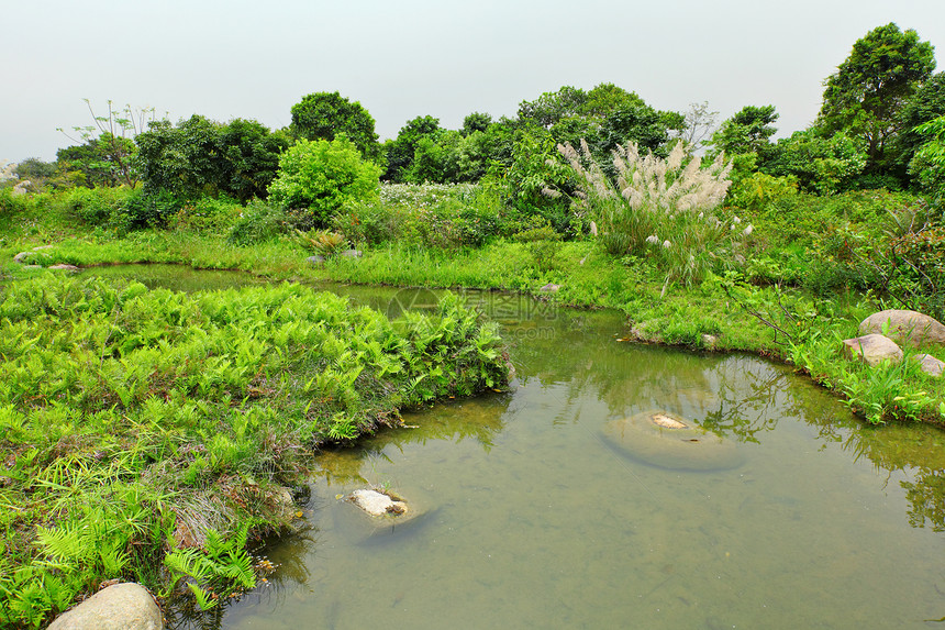 湿地植物反射森林地面野生动物天空荒野树木环境生活图片