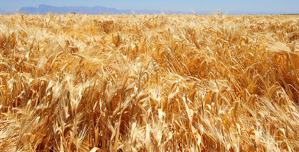小麦金田小麦收成植物背景图片