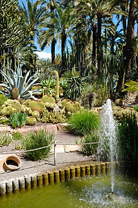 库拉角花园植物美化喷泉公园热带植物群背景图片
