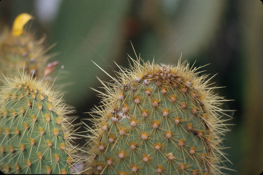 仙地脊柱植物生长生活花园植物群金子植物学沙漠宏观图片