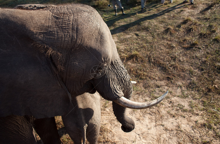 大象高角视图荒野衬套高角度树干生态野生动物公园象牙草原哺乳动物图片