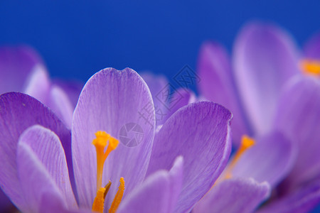 食用盐香味紫色花头植物背景图片