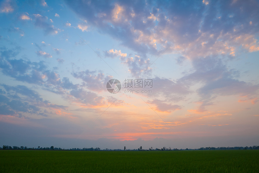 大米日落农场收成草地国家旅行场景种植园农村食物稻田太阳图片