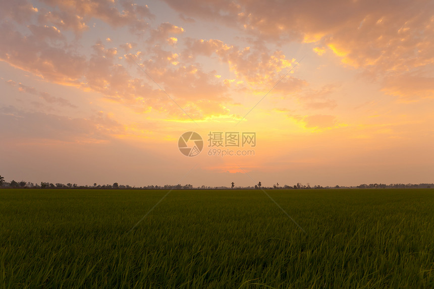 大米日落农场植物场地草地太阳热带粮食稻田食物农村收成图片