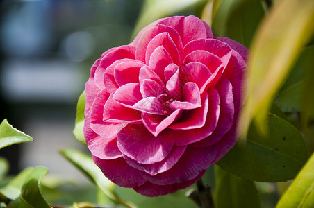 阿拉巴马州红骆驼花花宗教香水花园花瓣植物展示玫瑰园艺花束香味背景