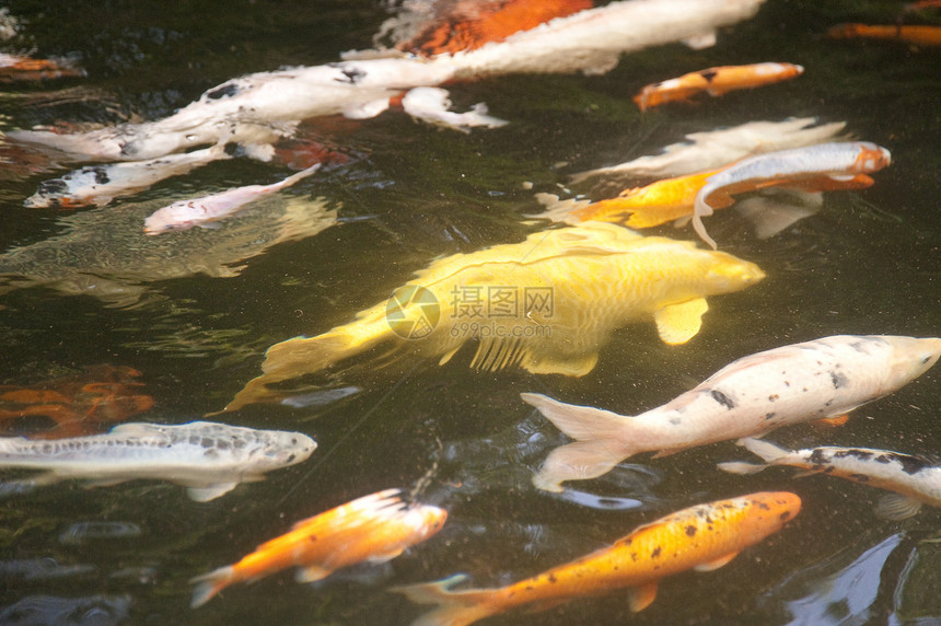 马 提拉锦鲤鲤鱼水池橙子池塘金鱼图片