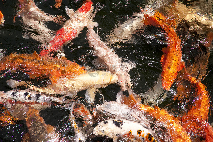马 提拉水池鲤鱼池塘锦鲤金鱼橙子图片