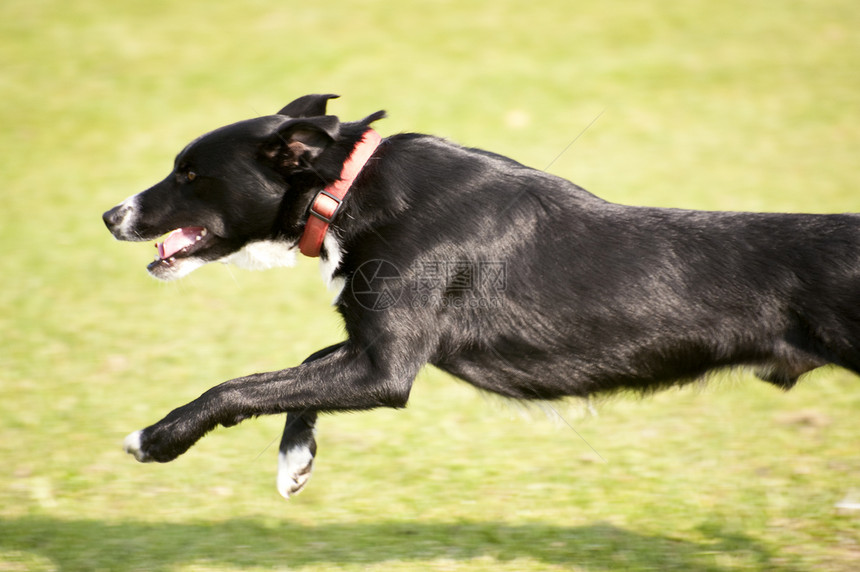狗训练跑道小狗赛车赛跑展示舞步速度运动马术图片