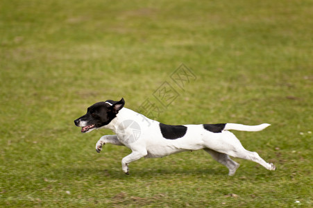 狗展示比赛秀场会议跑步赛车宠物马术学校猎犬背景图片