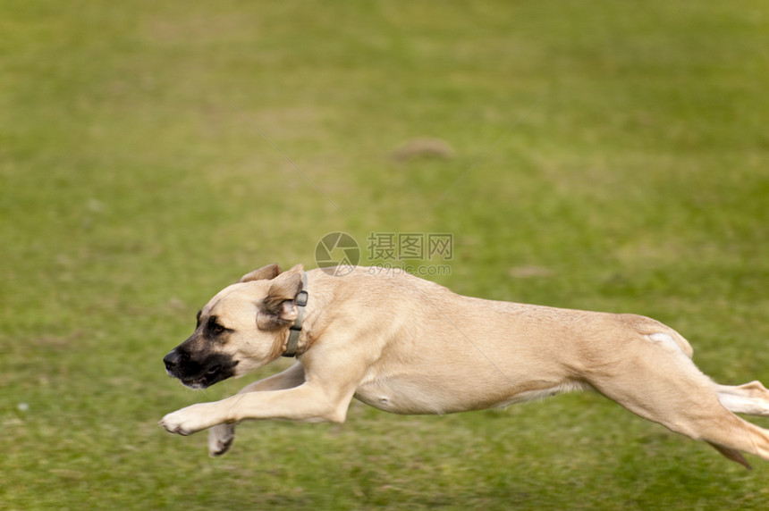 狗赛跑舞步训练动物会议宠物竞赛赛车展示学校图片