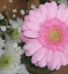 粉粉色梅花花展示植物格柏花瓣紫色甘菊花园季节雏菊植物群背景图片