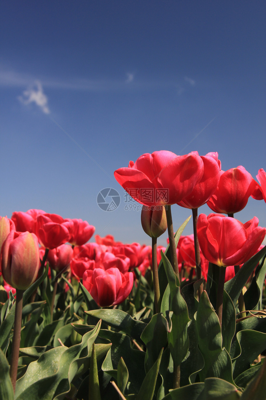 粉红的郁金香在花生树上生长概念灯泡阳光蓝色绿色植物群花束季节性场地天空图片