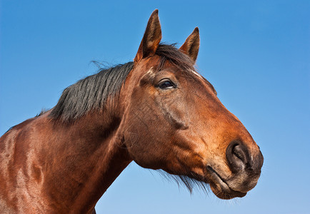 马天空骑术马术骑马棕色蓝色动物背景图片
