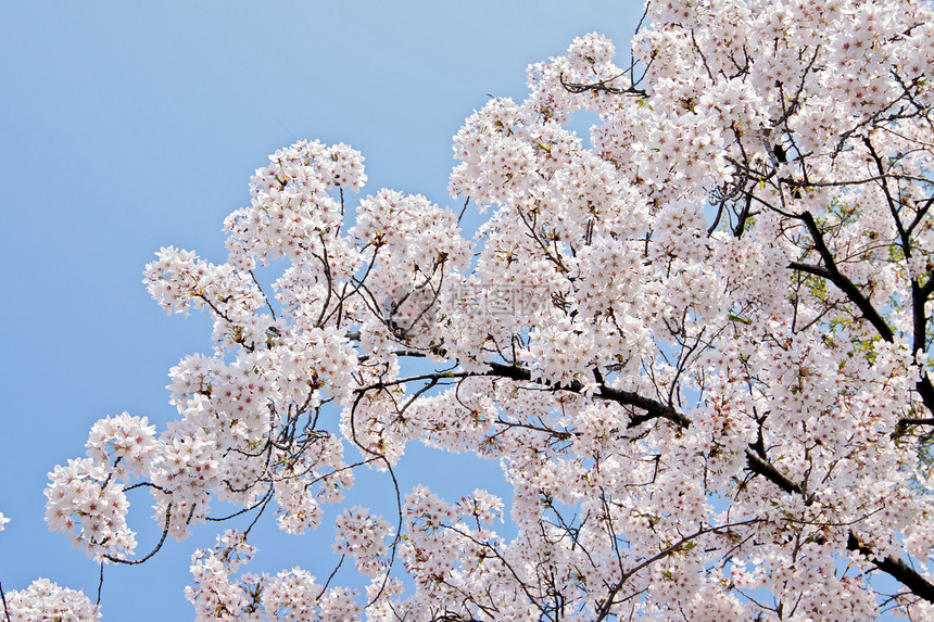 开花樱桃的美丽枝子图片