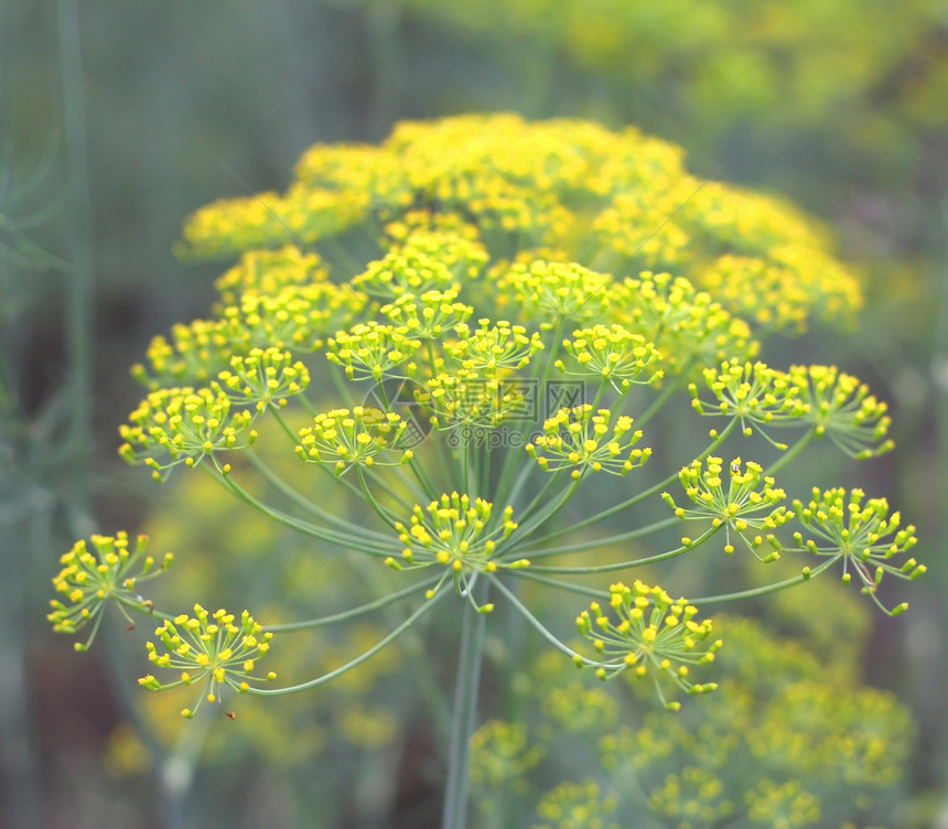 花园里有洞绿色草本植物园艺种子黄色季节茴香草本植物植物学图片