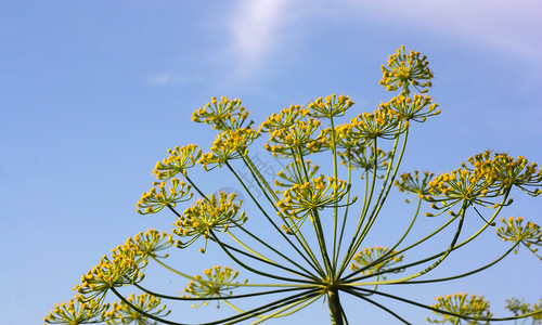 本底有蓝天空的洞穴植物蓝色柔软度草本植物草本天空花园茴香植物学绿色背景图片