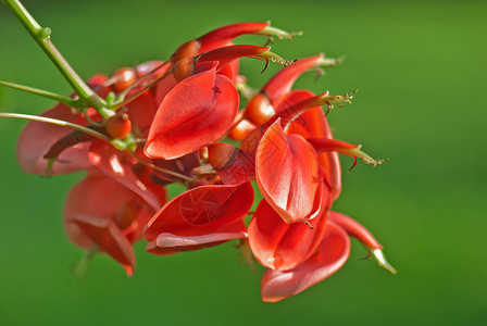 Erythrina 燃烧器生长花园红色雄蕊水平花瓣热带背景图片