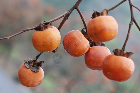 Persimmon 双环西蒙农业黄色乌木水果浆果季节红色橙子植物背景图片