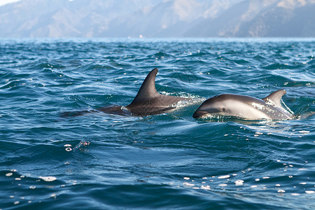蓝色海豚大鱼海豚蓝色动物海洋海洋生物背景