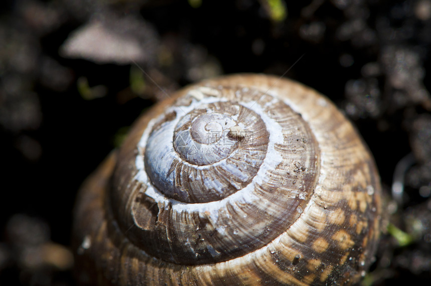 贝壳珍珠野生动物螺旋软体曲线宏观装饰品蜗牛海洋海滩图片