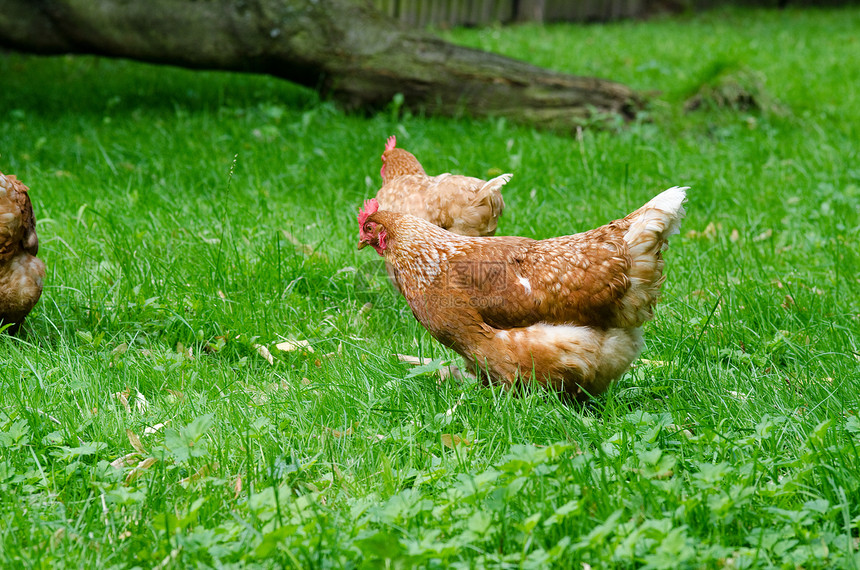 草地上的鸡肉农场母鸡女性羽毛绿色农业食物图片