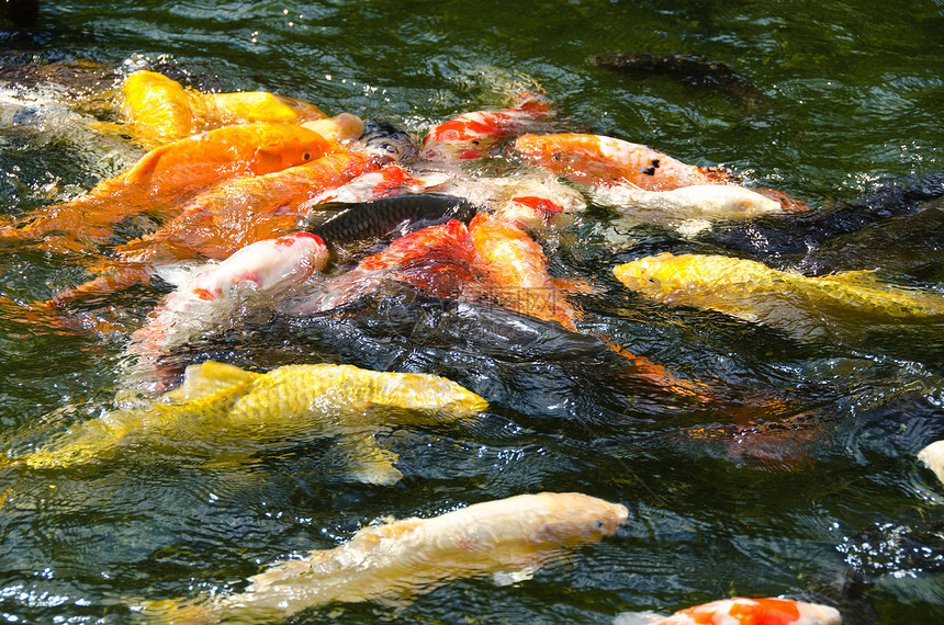 日本子海在水中游泳斗争池塘生活水池鲤鱼食物动物群花园锦鲤环境图片