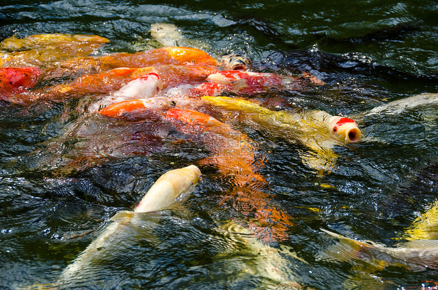 日本子海在水中游泳动物群环境水池生活花园斗争鲤鱼锦鲤食物池塘图片
