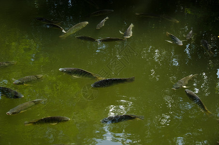 鱼在水中的鱼生活水池灰色花园鲤鱼池塘游泳环境棕色动物群背景图片