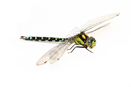 绿蜻蜓绿色蓝色直升机昆虫黑色眼睛背景图片