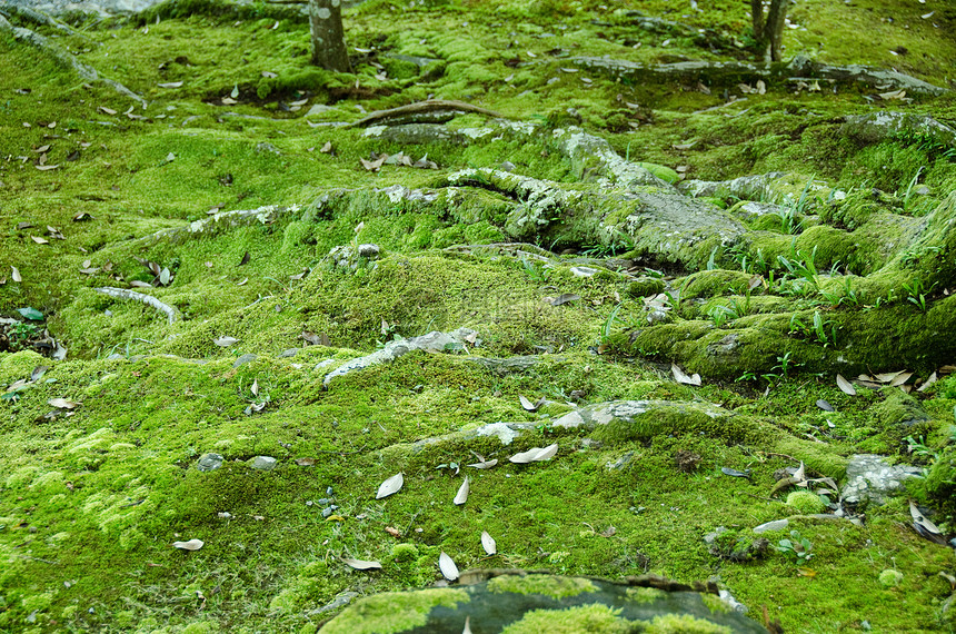 蚊子苔藓薄雾乡村森林生态植物绿色地面宏观生活图片