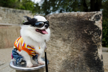 奇瓦瓦带衣服的狗太阳公园眼镜女士哺乳动物魅力宠物戏服日光浴脊椎动物背景