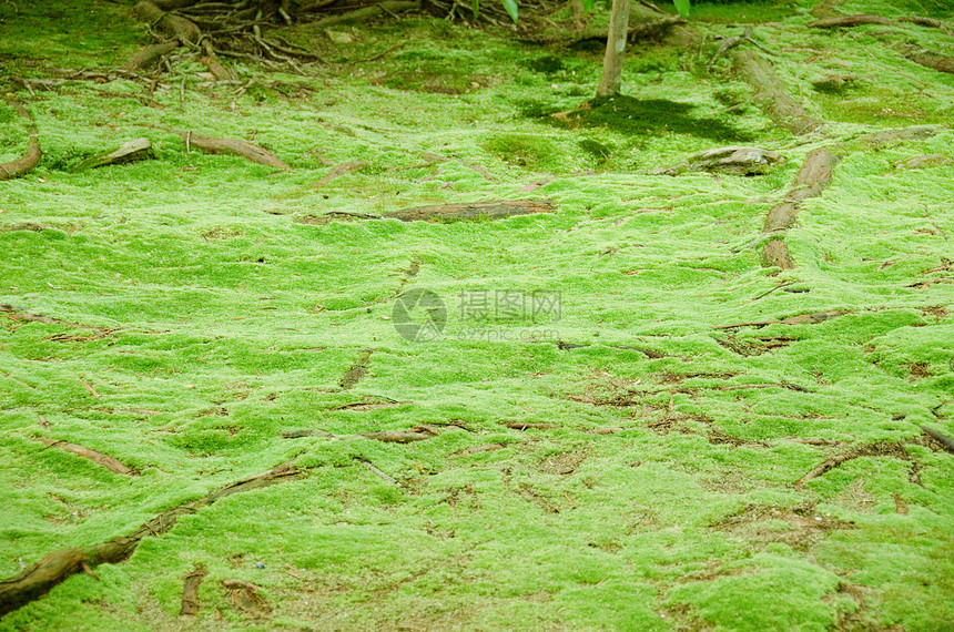 森林底的毛和根阳光木头活力山毛榉树干生长苔藓植物群植物生活图片