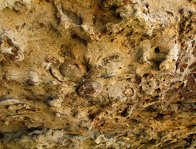 化石床 拉格斯特背景