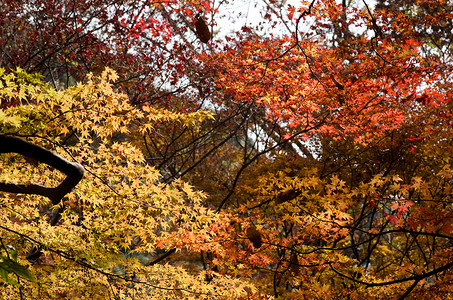 秋天在森林中的日本人黄色公园红色墙纸花园旅行森林植物天气树叶背景图片