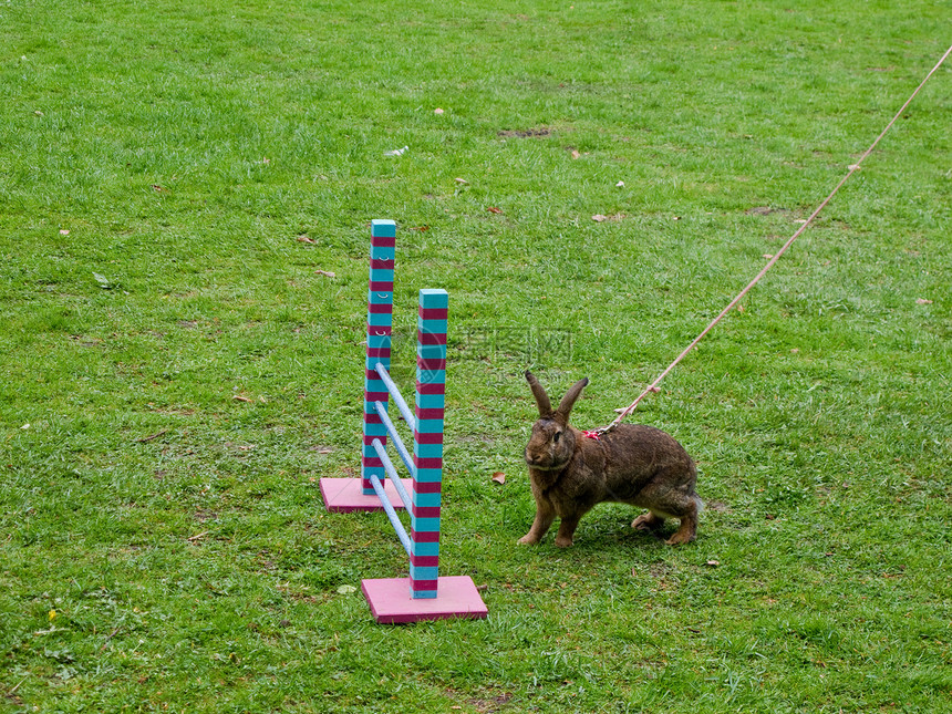 兔子在表演跳跃比赛中图片