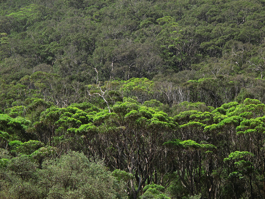 沿海Eucalyptus森林棕色植物灰色灌木树干绿色海岸林业植被林地图片