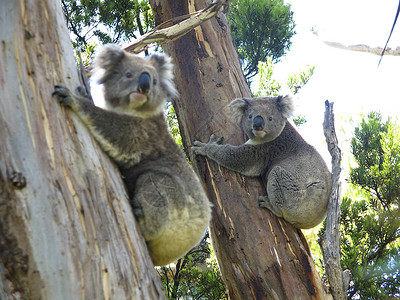 Koala在树上荒野天空野生动物动物哺乳动物蓝色树叶噬菌体苏醒桉树背景