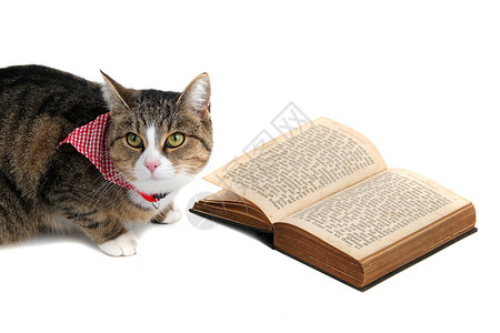 甜甜的猫和带bandana 阅读一本书高清图片