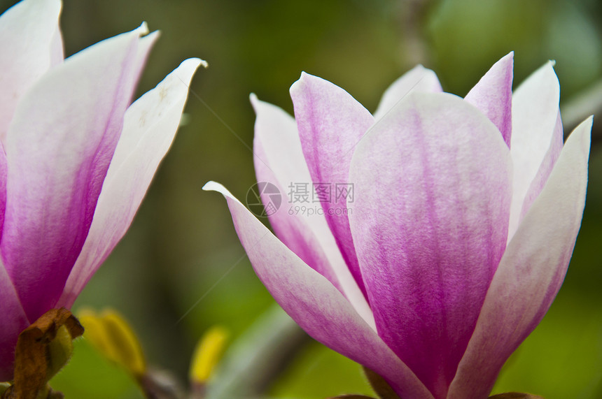 花朵玉兰园艺阳光照射季节花瓣花园紫色直流电百合图片