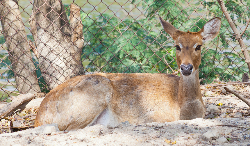 麋鹿眼睛野生动物草地猎人动物园哺乳动物鹿角场地棕色手表图片