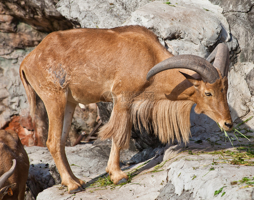 粗绵羊山羊干旱石头岩石环境毛皮棕色野生动物喇叭哺乳动物图片