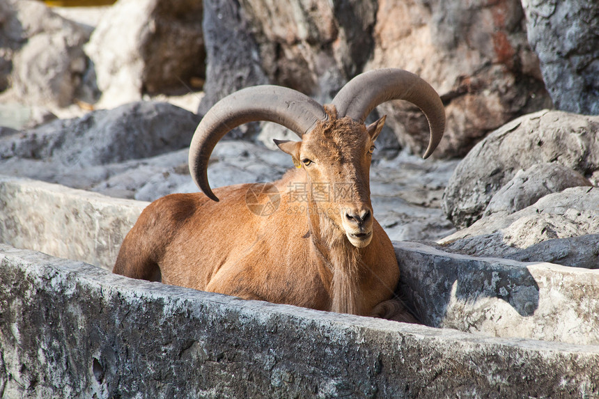 粗绵羊环境石头荒野棕色野生动物反刍动物干旱山羊哺乳动物岩石图片