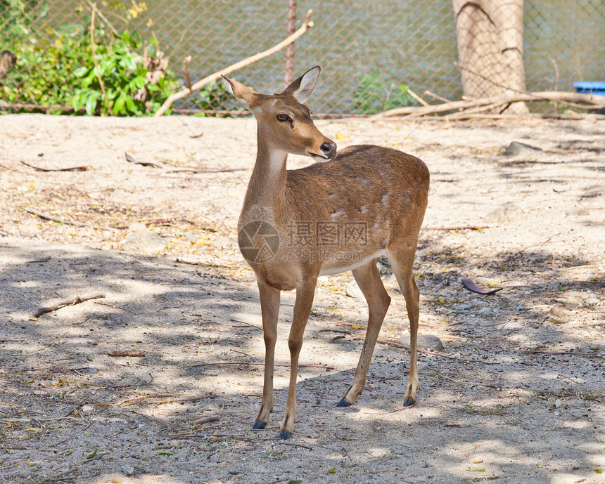 麋鹿草地场地猎人眼睛手表鹿角野生动物棕色动物园哺乳动物图片