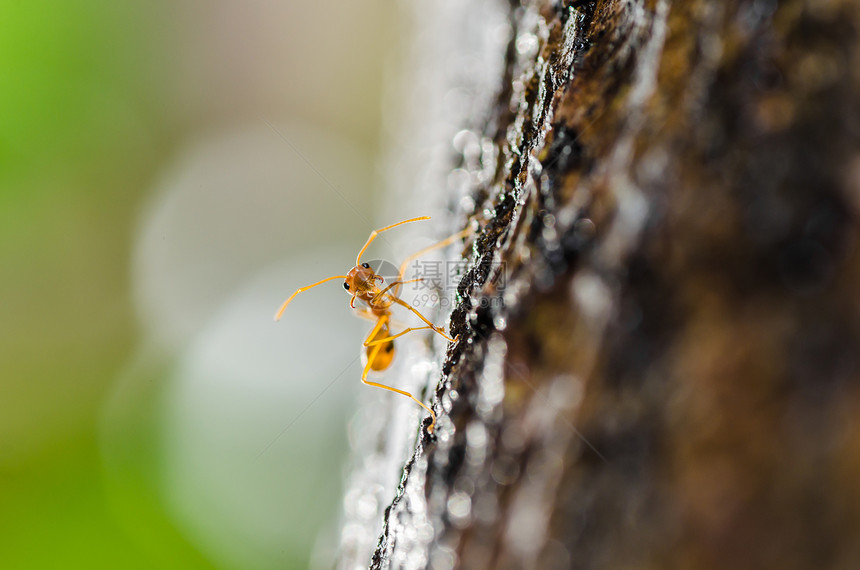 绿色性质的红色 ant 宏水平生物野生动物昆虫损害漏洞蚂蚁宏观工人橙子图片