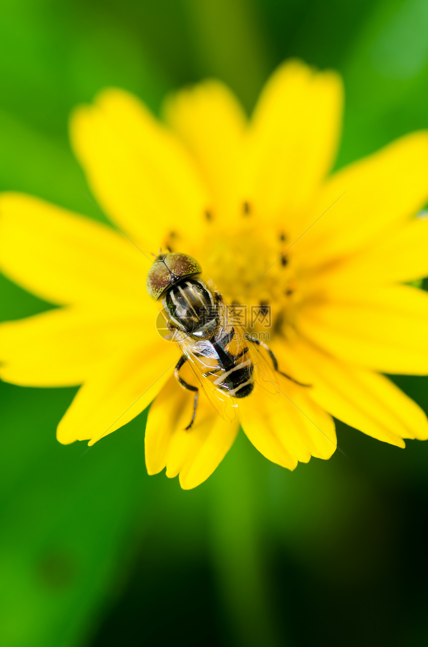 果果文件或鲜花绿色性质的宏动物学昆虫野生动物宏观苍蝇翅膀蜜蜂条纹黄色图片