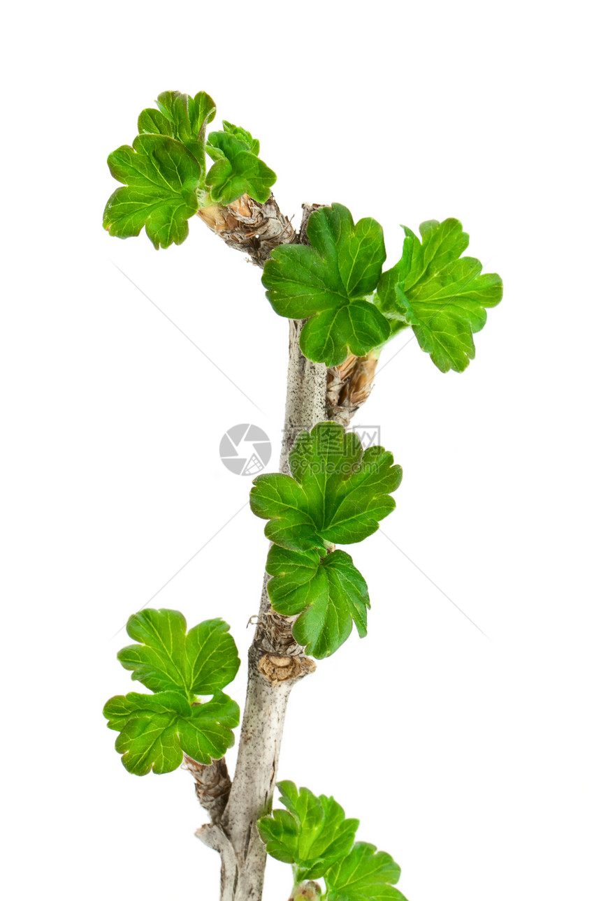 鹅莓植物白色醋栗食物浆果植物学水果叶子图片