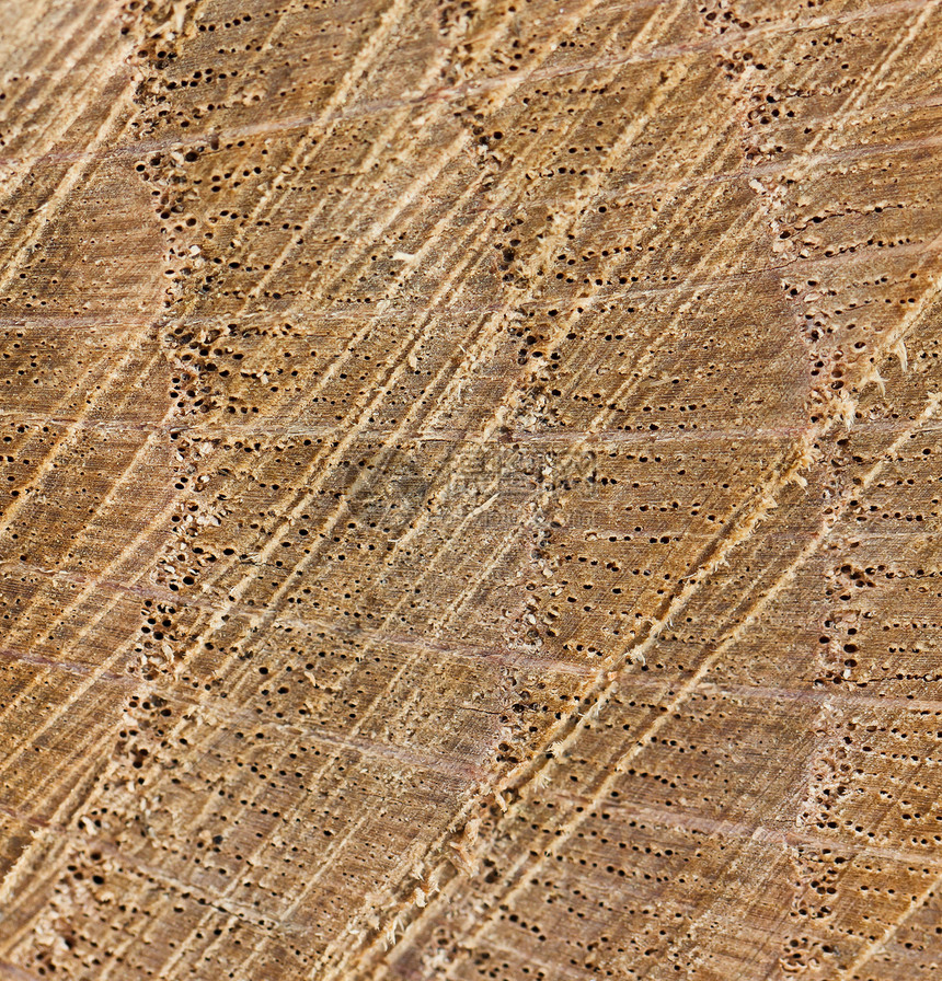 年增长环森林木材宏观日志橡木材料圆圈木头颗粒状同心图片