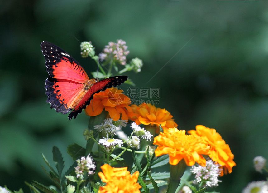 蝴蝶红色花朵动物群动物植物翅膀环境草蛉花束绿色昆虫图片