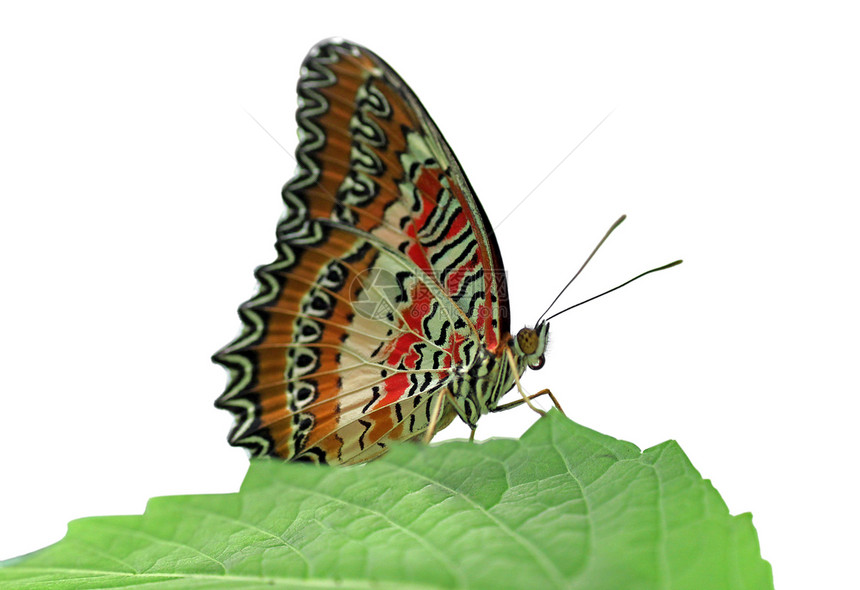 蝴蝶红花动物昆虫红色草蛉绿色动物群环境白色翅膀植物图片
