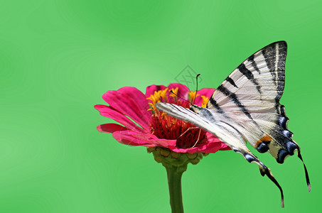 夏季背景昆虫蝴蝶紫色动物群绿色花园生活动物红色宏观背景图片